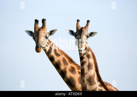 Une paire de Rothchild vulnérables girafe dans l'Ouganda Murchison Falls National Park, l'Ouganda, l'Afrique Banque D'Images