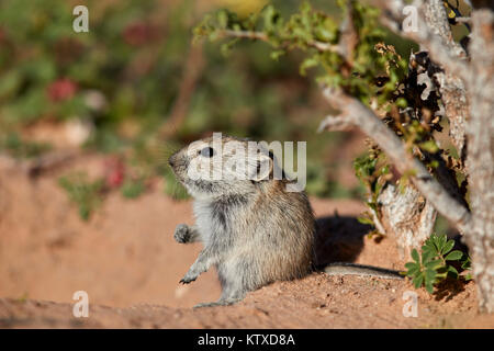 Sifflement de Brent Parotomys brantsii (rat), Kgalagadi Transfrontier Park, Afrique du Sud, l'Afrique Banque D'Images