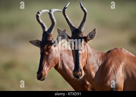 Bubale Alcelaphus buselaphus (rouge), Kgalagadi Transfrontier Park, Afrique du Sud, l'Afrique Banque D'Images