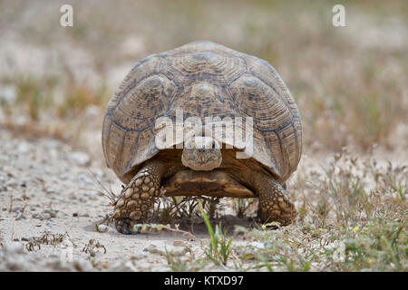 Tortue léopard (Geochelone pardalis), Kgalagadi Transfrontier Park, Afrique du Sud, l'Afrique Banque D'Images