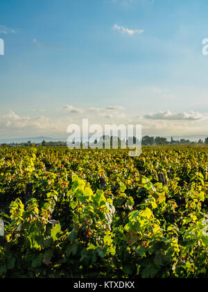 Vignoble de Bodega Viamonte, Lujan de Cuyo, dans la province de Mendoza, Argentine, Amérique du Sud Banque D'Images
