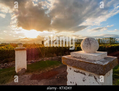 Vignoble de Bodega Viamonte, coucher de soleil, Lujan de Cuyo, dans la province de Mendoza, Argentine, Amérique du Sud Banque D'Images