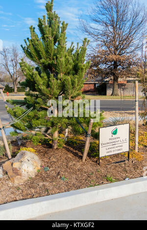 Un pin sylvestre ou le pin sylvestre, Pinus sylvestris, jeune arbre dans un environnement urbain, l'aménagement paysager sign et la disposition. Oklahoma City, Oklahoma, USA. Banque D'Images