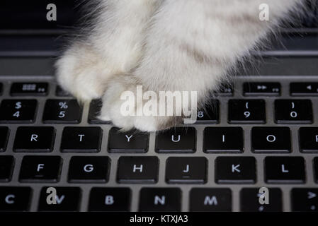 Appuyez sur les boutons de chat on laptop keyboard close up Banque D'Images