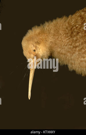 Oiseau Kiwi En Fourrure – Nouvelle-Zélande – Fait Main Mooneys – Occasion