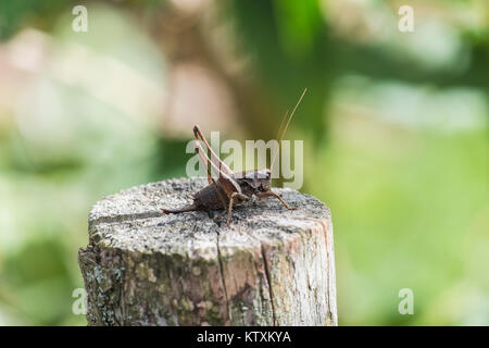 La femelle black bush-cricket sur le moignon (Pholidoptera griseoaptera) Banque D'Images