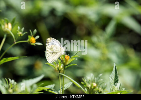 Papillon du chou est assis sur une fleur jaune (Pieris brassicae) Banque D'Images