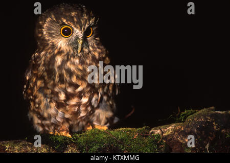 Originaire de Nouvelle-Zélande, l'owl Ninox novaeseelandiae Morepork, Banque D'Images
