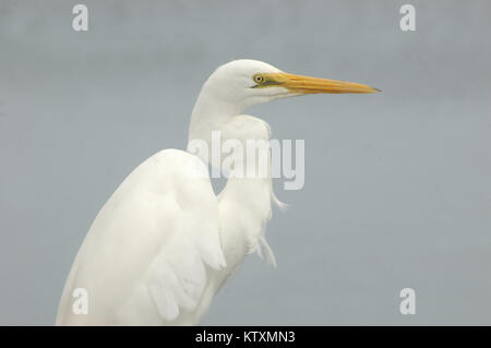 Portrait d'héron blanc (Kotuku, Egretta alba), Westland, île du Sud, Nouvelle-Zélande Banque D'Images