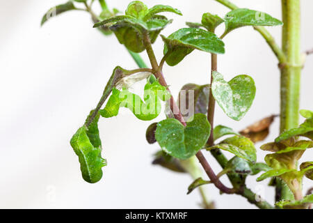 Chou vert deux Loopers, Trichoplusia ni, se nourrissant des feuilles d'un plant de menthe en pot . Famille des lépidoptères, des larves, Banque D'Images