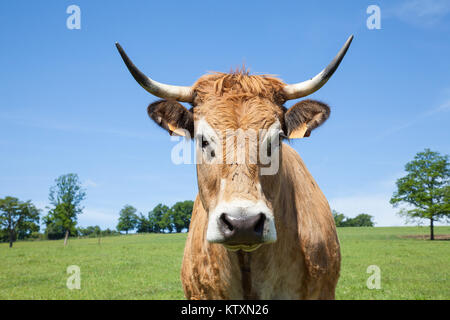 Boeuf Parthenais Parthenaise ou avec des cornes de vache à la caméra au printemps d'une verdure luxuriante dans un pâturage libre headshot avec copie espace. Race française Banque D'Images