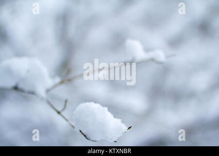 Les branches dans la neige. Beau temps d'hiver. Banque D'Images