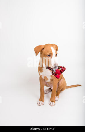 De couleur fauve jeune chien Holding Tiny ours rouge Banque D'Images