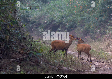 Le muntjac indien (Muntiacus muntjak) paire d'accouplement de la parc national de Corbett en hiver jungle safari Banque D'Images