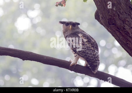 Le spot-bellied eagle-owl (Bubo nipalensis) de la parc national de Corbett en hiver jungle safari Banque D'Images