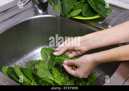 Se laver les mains de l'épinard. Ingrédient principal pour salade savoureuse. Les feuilles d'épinards lavés à l'évier. Concept de préparation de repas. Banque D'Images