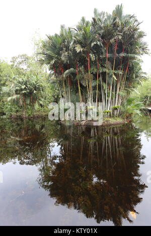 Le Sirindhorn Study Centre aide à conserver la Sungai Kolok marécageuses tropicales, le plus important salon en Thaïlande. Banque D'Images