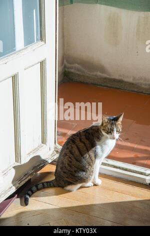 Et Tabby chat blanc, assis près de la porte, les bains de soleil. Banque D'Images