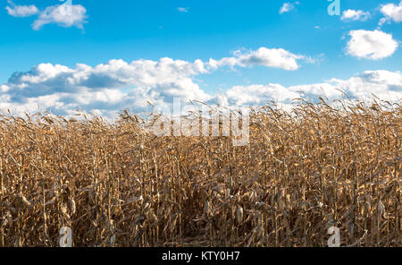 Vue détaillée d'un champ de maïs avec un brillant ciel bleu Banque D'Images