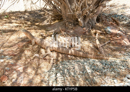 Sand Goanna (Bungarra) Banque D'Images