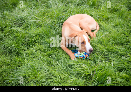 Jeune chien détente sur l'herbe verte sur Belle Journée d'été Banque D'Images