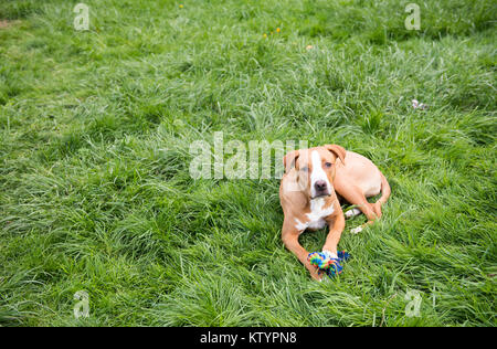 Jeune chien détente sur l'herbe verte sur Belle Journée d'été Banque D'Images