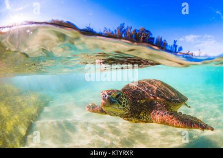 Tortue de mer verte hawaïenne nageant sous l'eau Banque D'Images