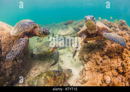 Tortue de mer verte hawaïenne nageant sous l'eau Banque D'Images