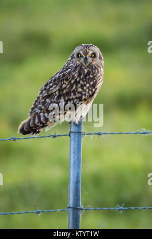 Short-Eared hawaïenne Owl aka Pueo Banque D'Images