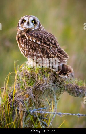 Short-Eared hawaïenne Owl aka Pueo Banque D'Images