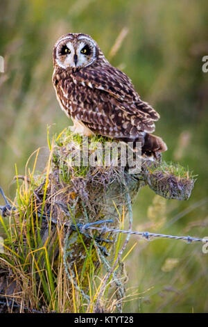 Short-Eared hawaïenne Owl aka Pueo Banque D'Images