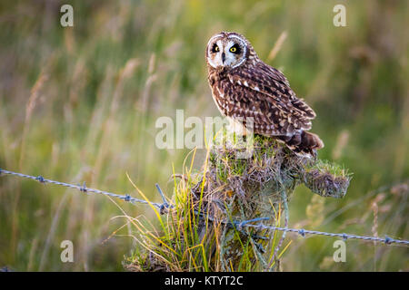 Short-Eared hawaïenne Owl aka Pueo Banque D'Images