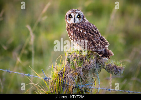 Short-Eared hawaïenne Owl aka Pueo Banque D'Images