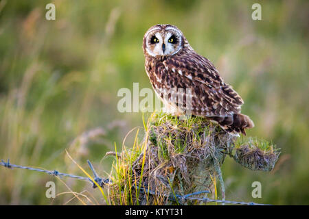 Short-Eared hawaïenne Owl aka Pueo Banque D'Images