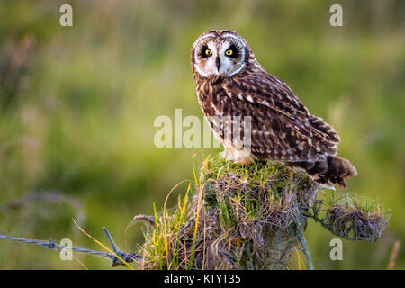 Short-Eared hawaïenne Owl aka Pueo Banque D'Images