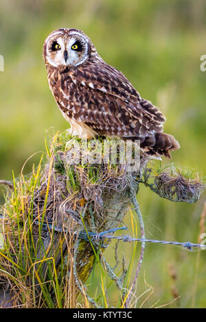 Short-Eared hawaïenne Owl aka Pueo Banque D'Images