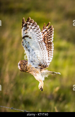 Short-Eared hawaïenne Owl aka Pueo Banque D'Images