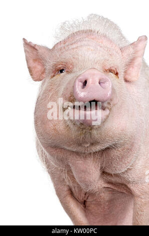 Portrait de porc miniature Gottingen standing against white background, studio shot Banque D'Images