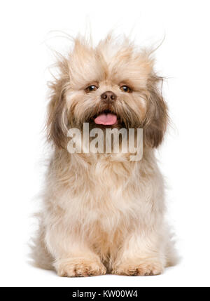 Shih Tzu, 3 ans, contre fond blanc Banque D'Images