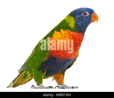 Rainbow Lorikeet, Trichoglossus haematodus, 3 ans, in front of white background Banque D'Images
