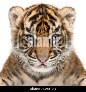 Tigre de Sumatra Panthera tigris sumatrae cub, 3, in front of white background Banque D'Images