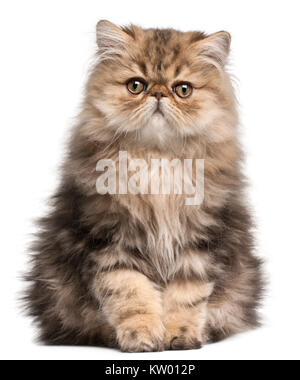 Chaton persan, 3 mois, in front of white background Banque D'Images