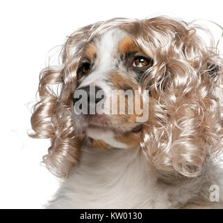 Close-up of Australian Shepherd chiot porter une perruque, âgé de 5 mois, in front of white background Banque D'Images