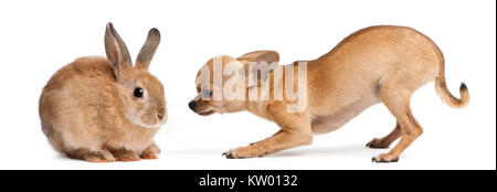 Chihuahua chiot jouer avec rabbit in front of white background Banque D'Images