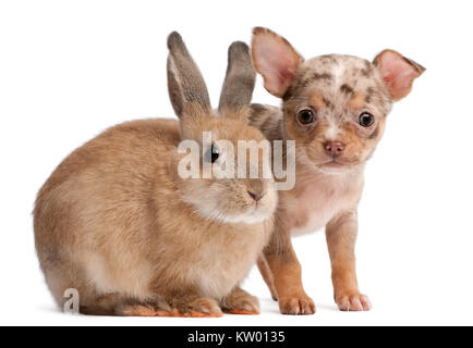 Chihuahua avec un lapin in front of white background Banque D'Images