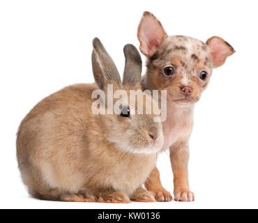 Chihuahua avec un lapin in front of white background Banque D'Images