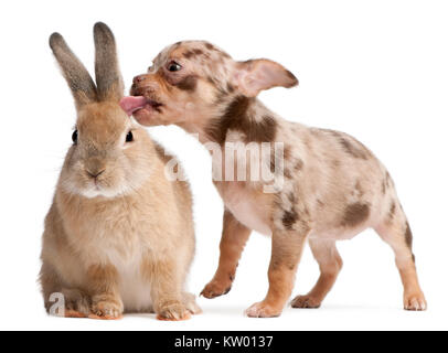 Chihuahua de lécher un lapin in front of white background Banque D'Images