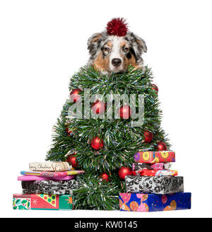 Australian Shepherd Dog habillé comme arbre de Noël, 7 mois, in front of white background Banque D'Images