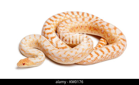 Les albinos Pacifique couleuvre ou autre couleuvre, pituophis catenifer annectans applegate, in front of white background Banque D'Images