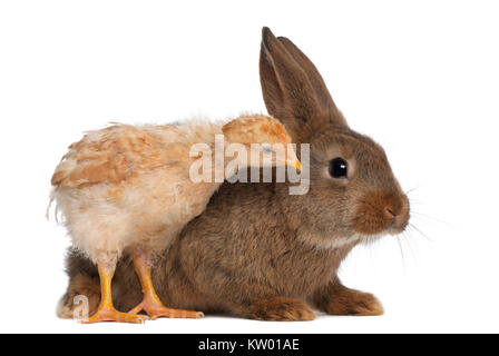 Chick debout à côté de lapin contre fond blanc Banque D'Images